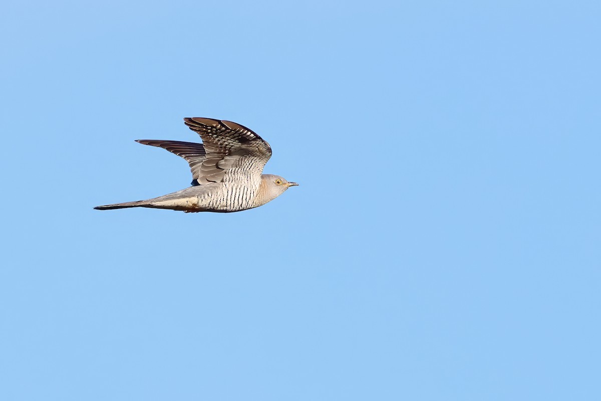 Common Cuckoo - ML634463023