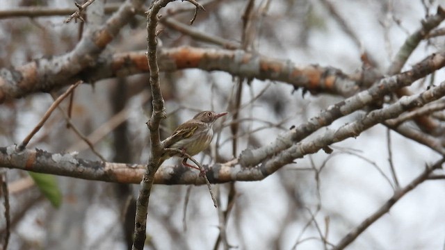 Pale-eyed Pygmy-Tyrant - ML634463056