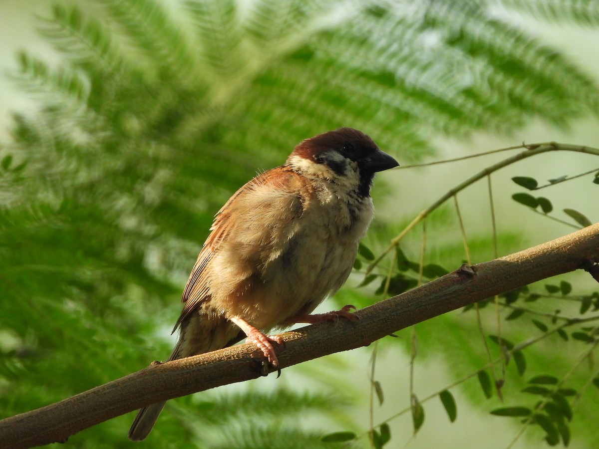 Scaly-breasted Munia (Scaled) - ML634463066
