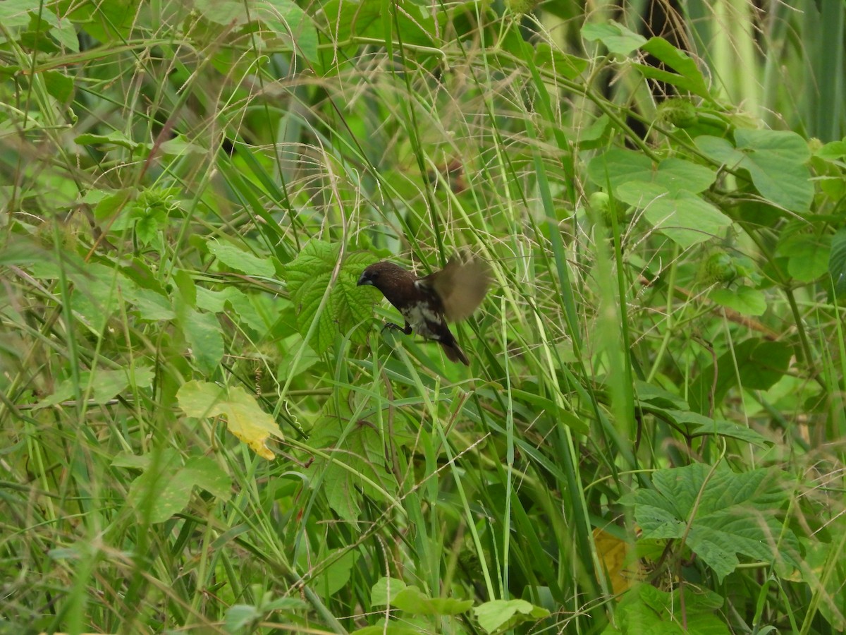 White-bellied Munia - ML634463170