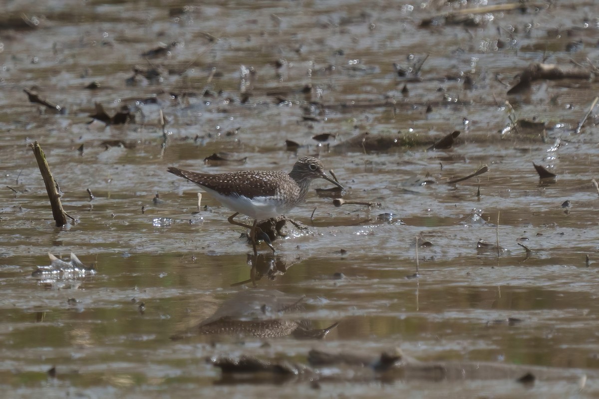 Solitary Sandpiper - ML634463200