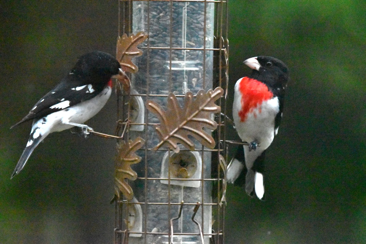 Rose-breasted Grosbeak - ML634463220