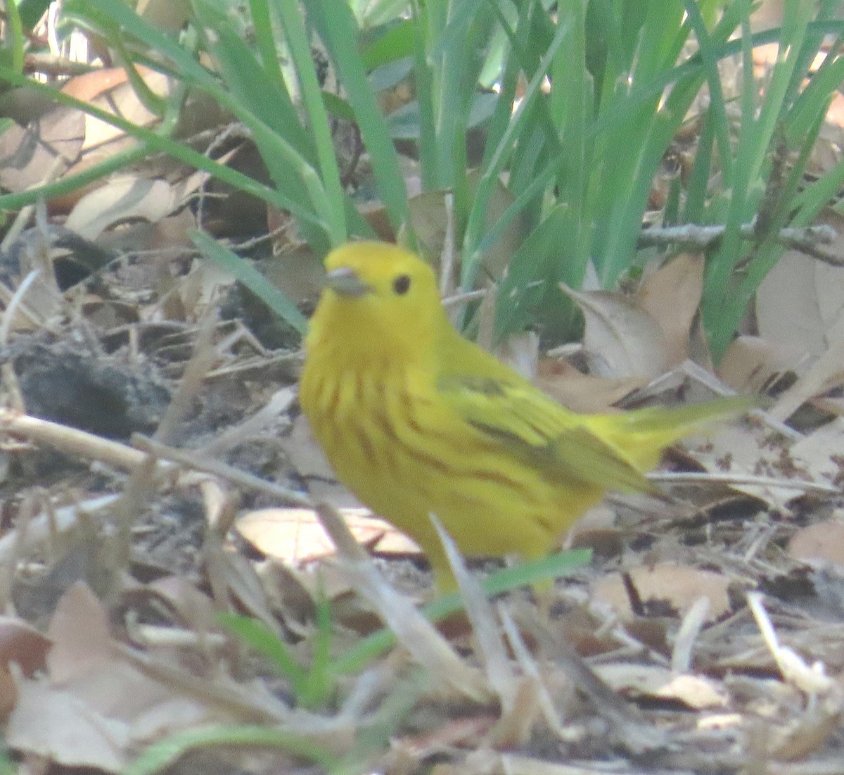 Northern Yellow Warbler - ML634463231