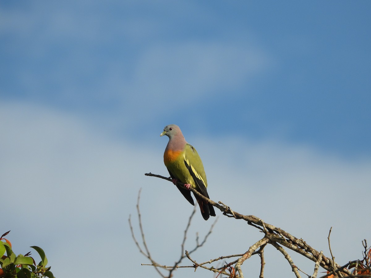 Pink-necked Green-Pigeon - ML634463234
