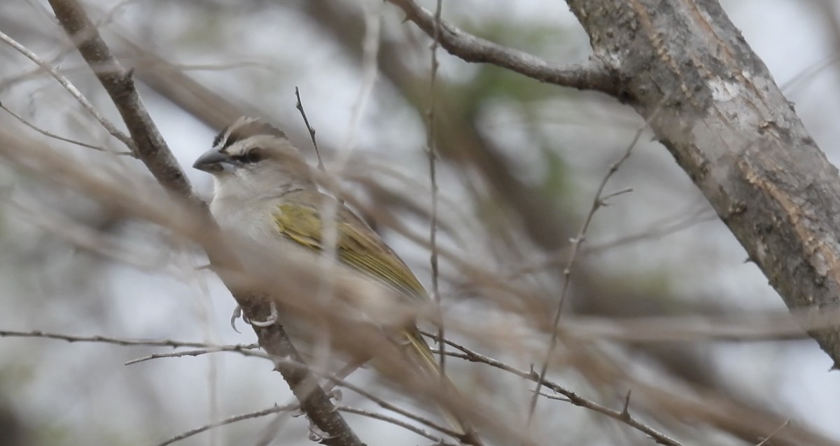Tocuyo Sparrow - ML634463256