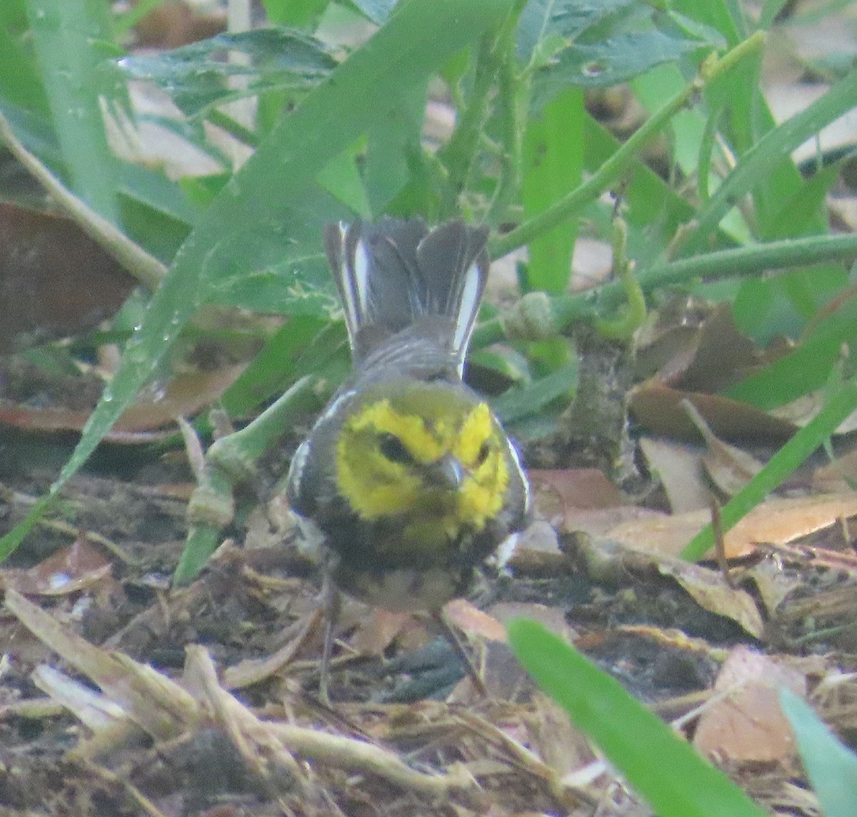 Black-throated Green Warbler - ML634463309