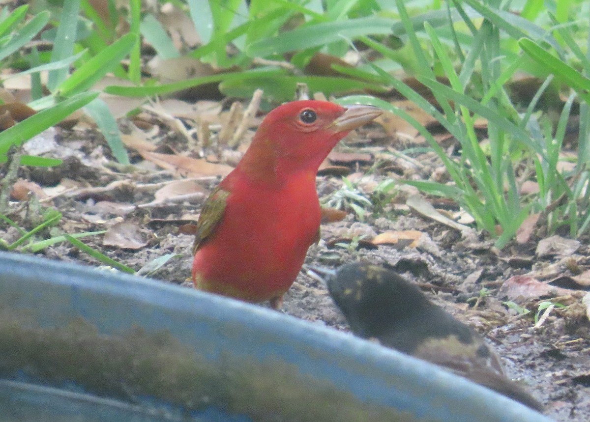 Summer Tanager - ML634463340