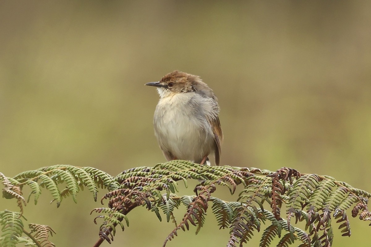 Singing Cisticola - ML634463407