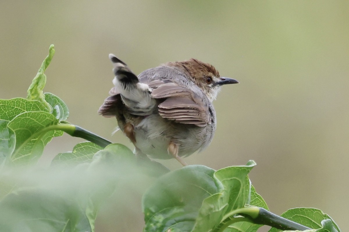 Singing Cisticola - ML634463408