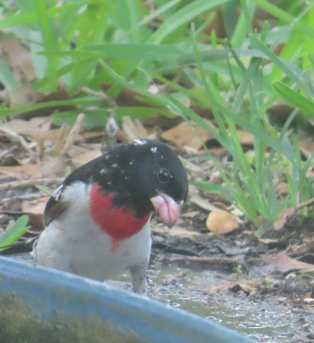 Rose-breasted Grosbeak - ML634463409