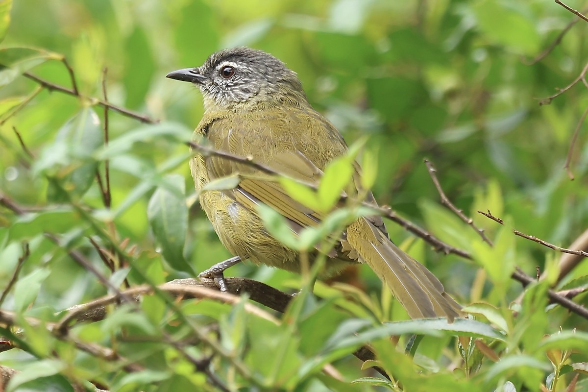 Stripe-cheeked Greenbul - ML634463419