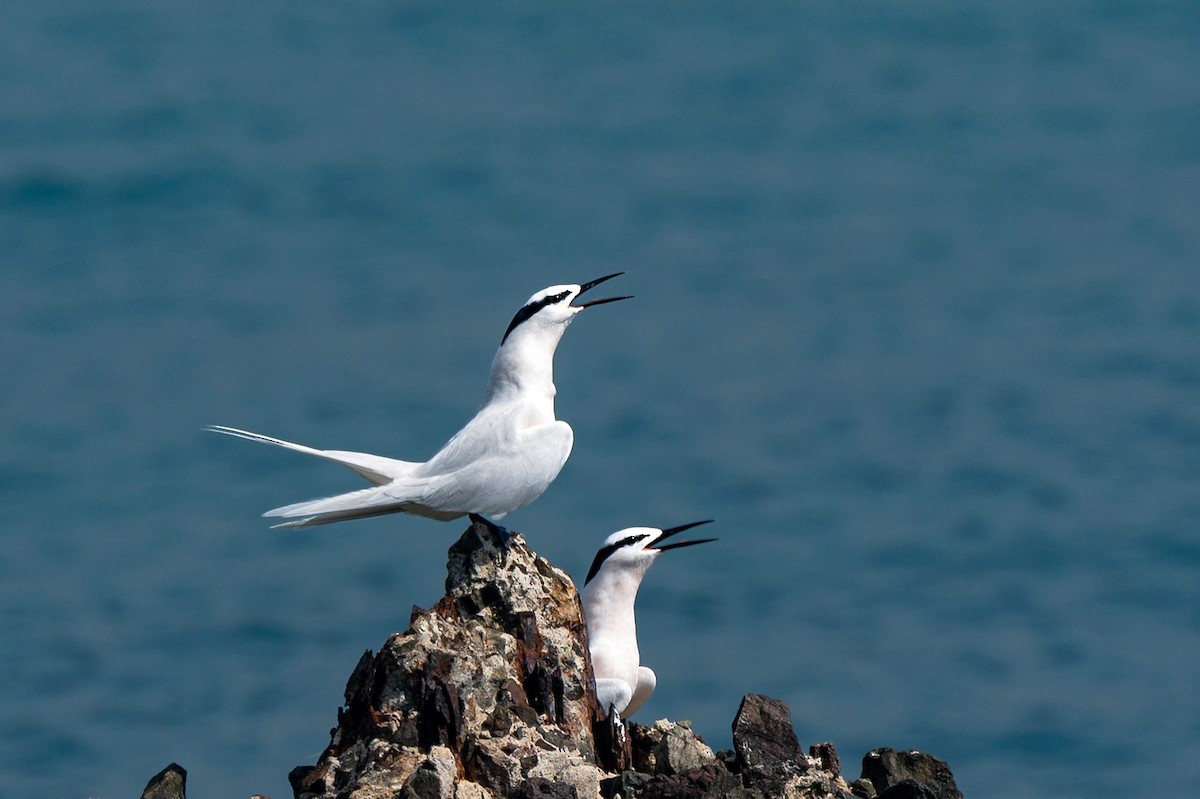 Black-naped Tern - ML634463431