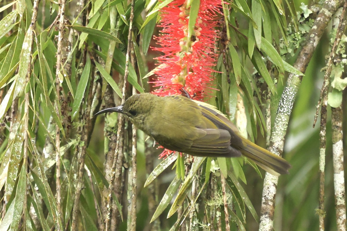 Olive Sunbird - ML634463463