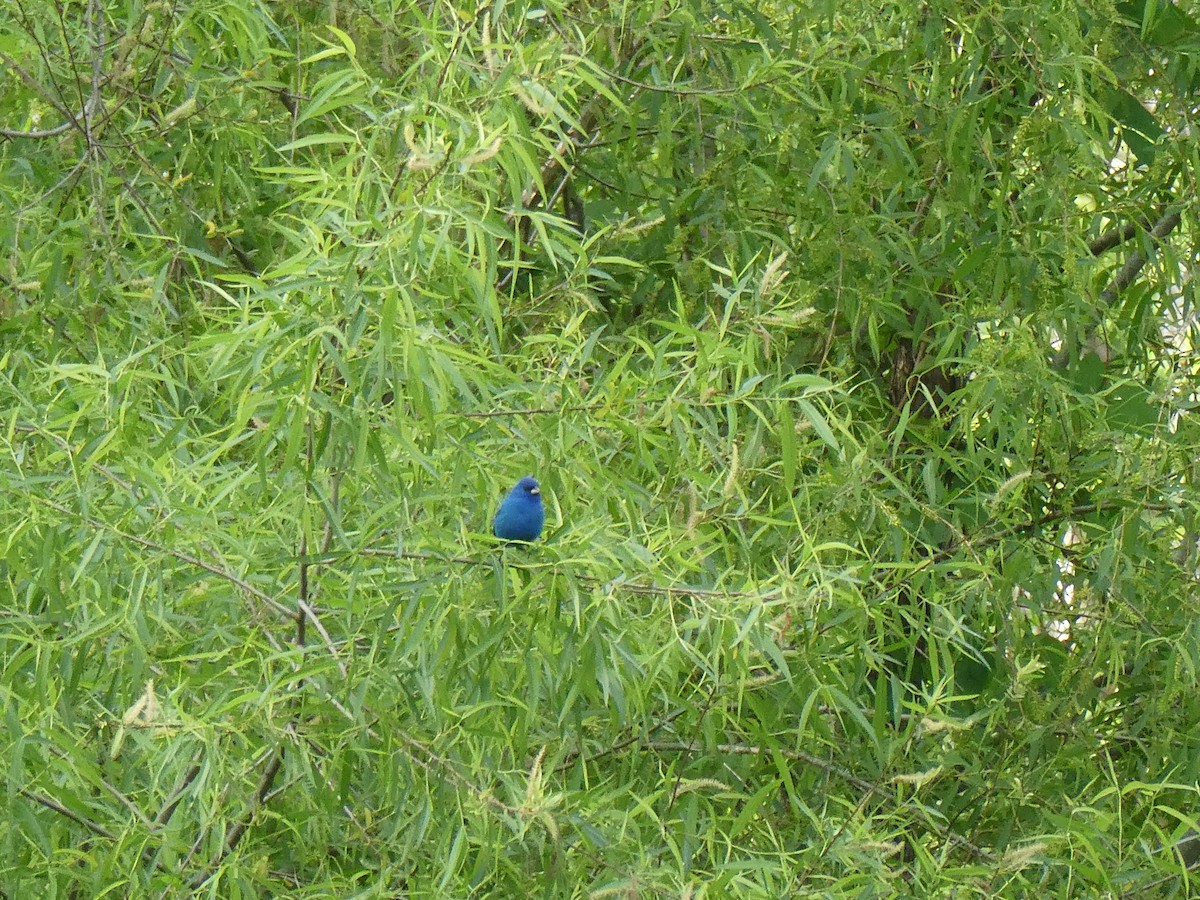 Indigo Bunting - ML634463468