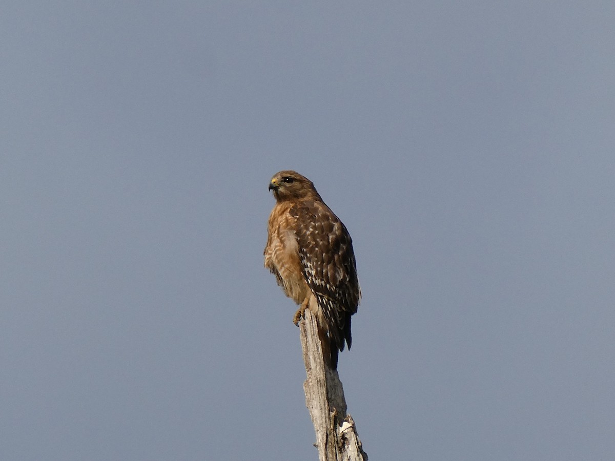Red-shouldered Hawk - ML634463493