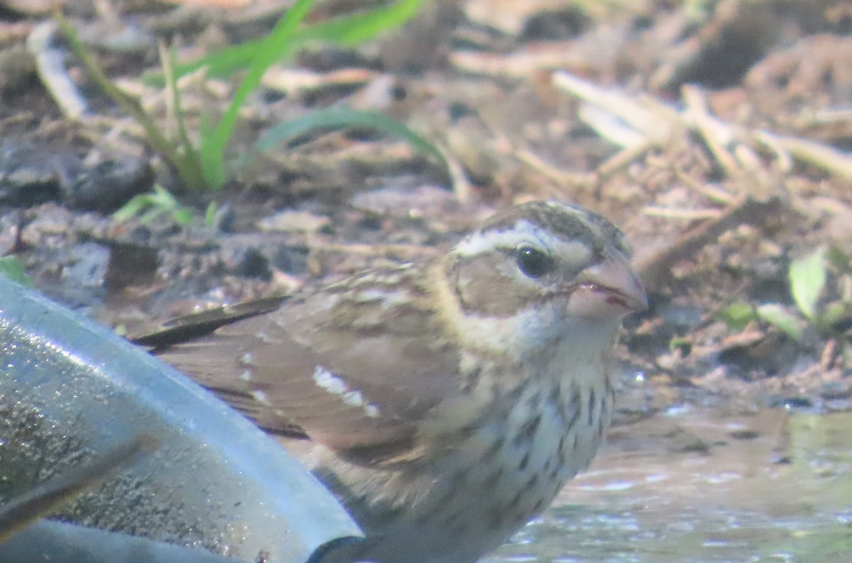 Rose-breasted Grosbeak - ML634463506