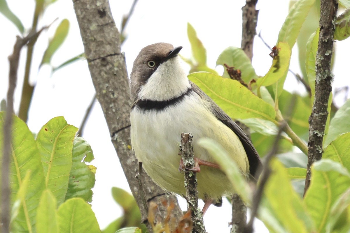 Bar-throated Apalis - ML634463524