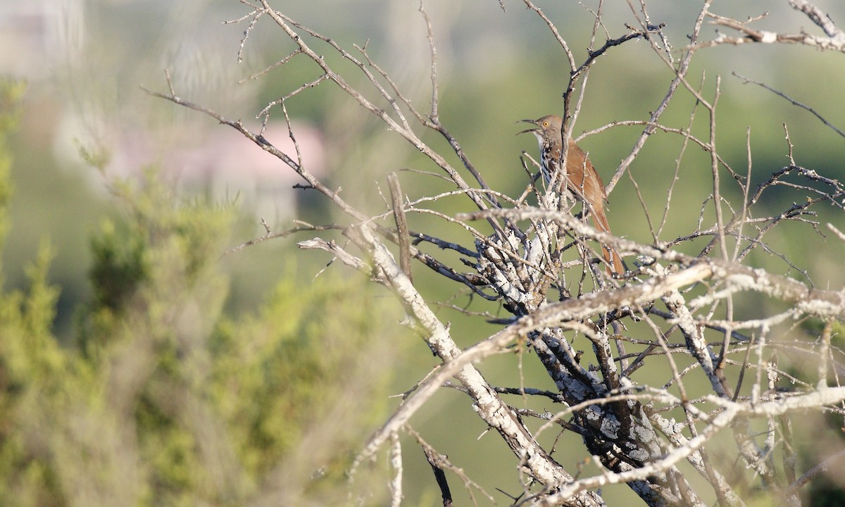 Тремблер рудий - ML634463530