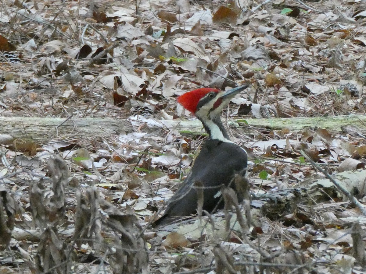 Pileated Woodpecker - ML634463551