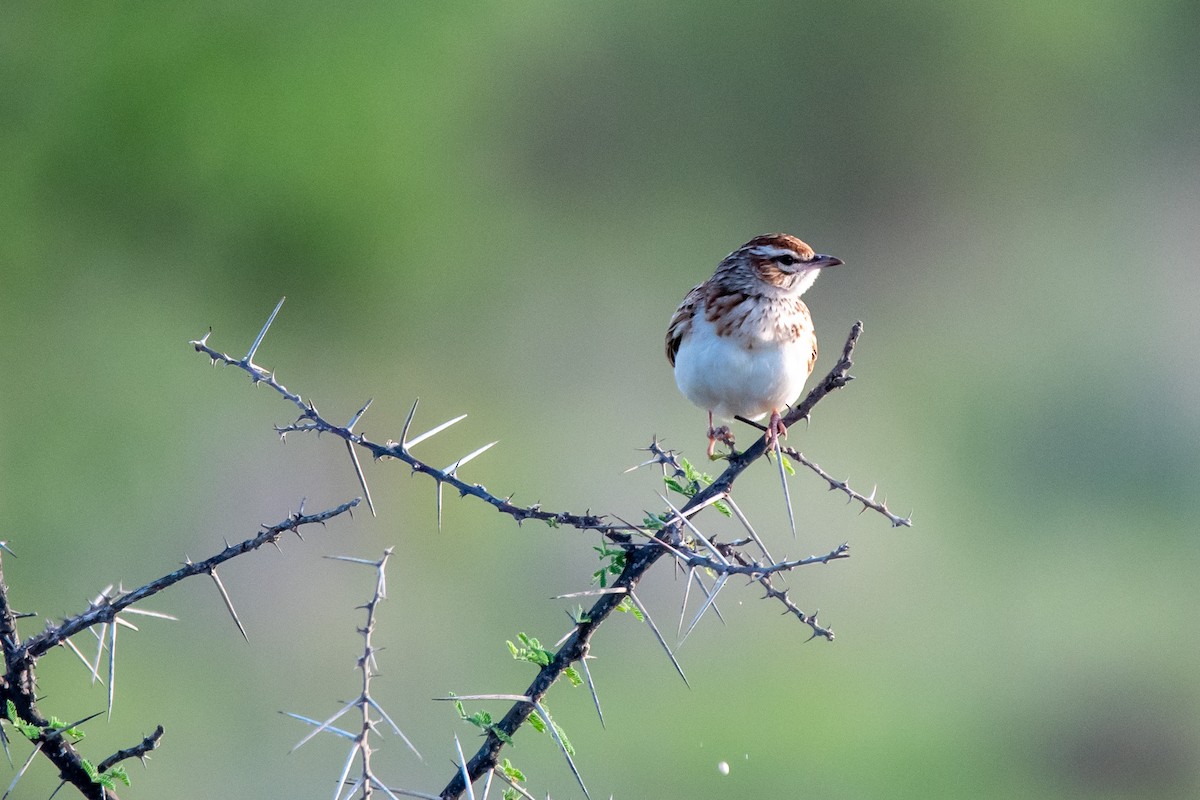 Fawn-colored Lark (Foxy) - ML634463559