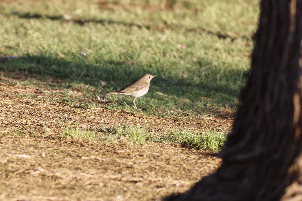 drozd rezavoocasý - ML634463564