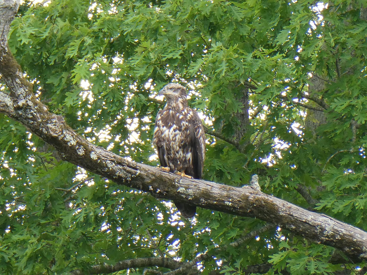 Bald Eagle - ML634463565