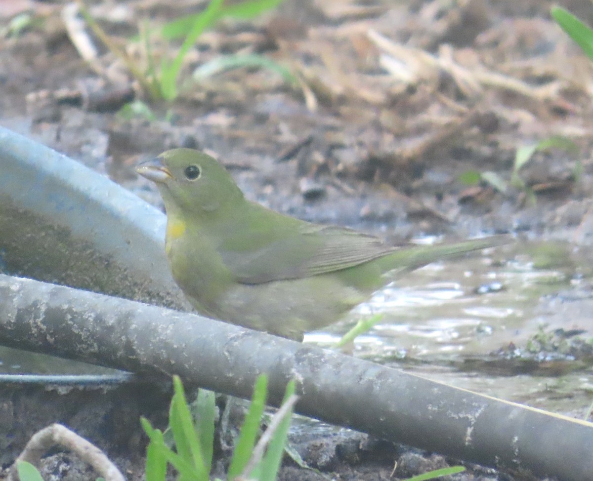 Painted Bunting - ML634463597