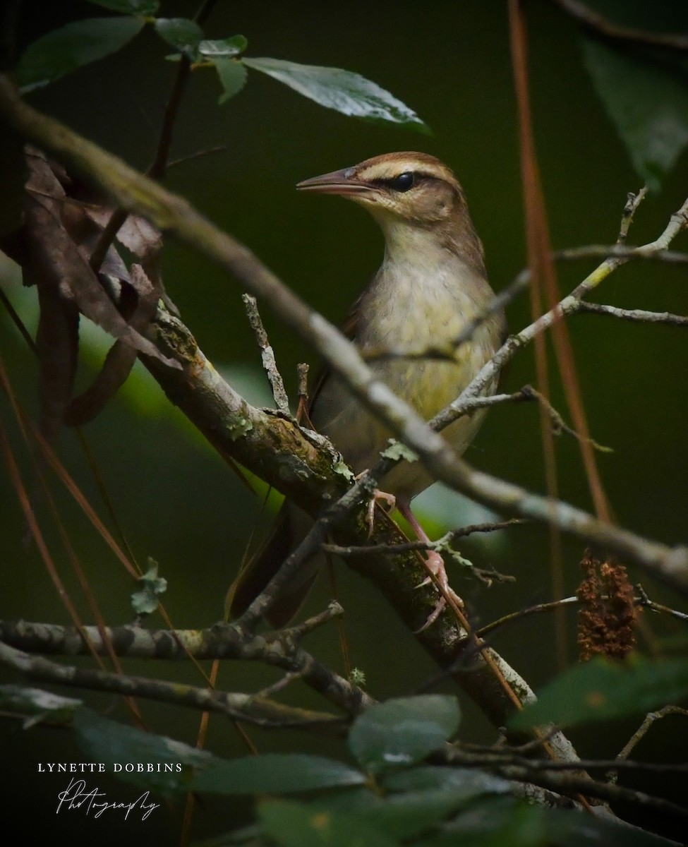 Swainson's Warbler - ML634463860