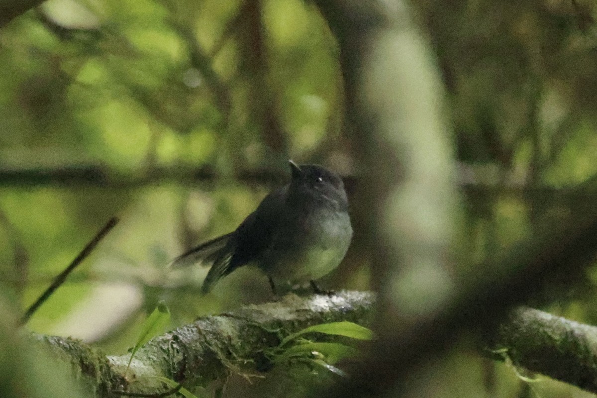 White-tailed Crested Flycatcher - ML634463866