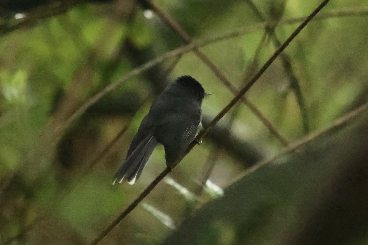 White-tailed Crested Flycatcher - ML634463872