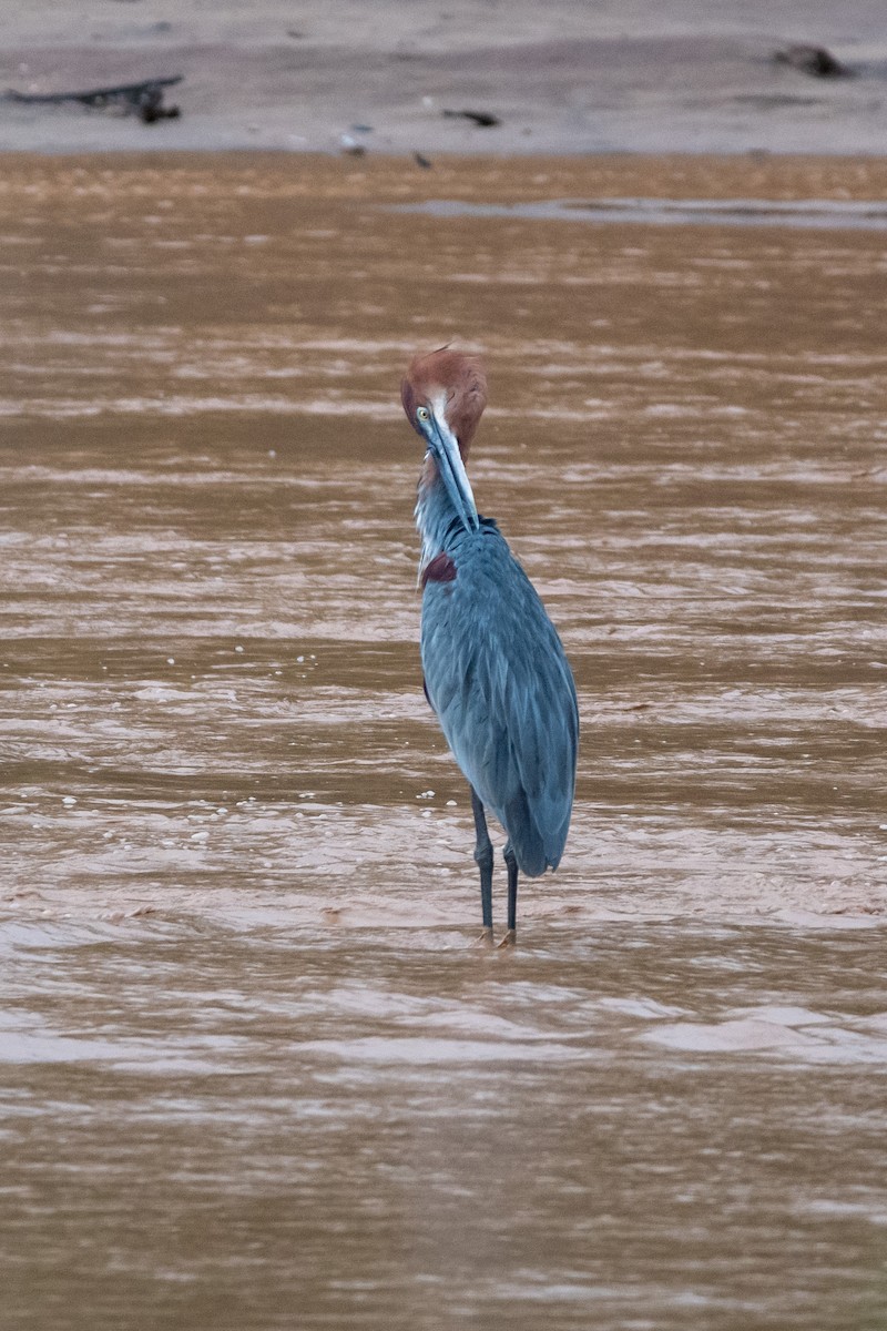 Goliath Heron - ML634463887
