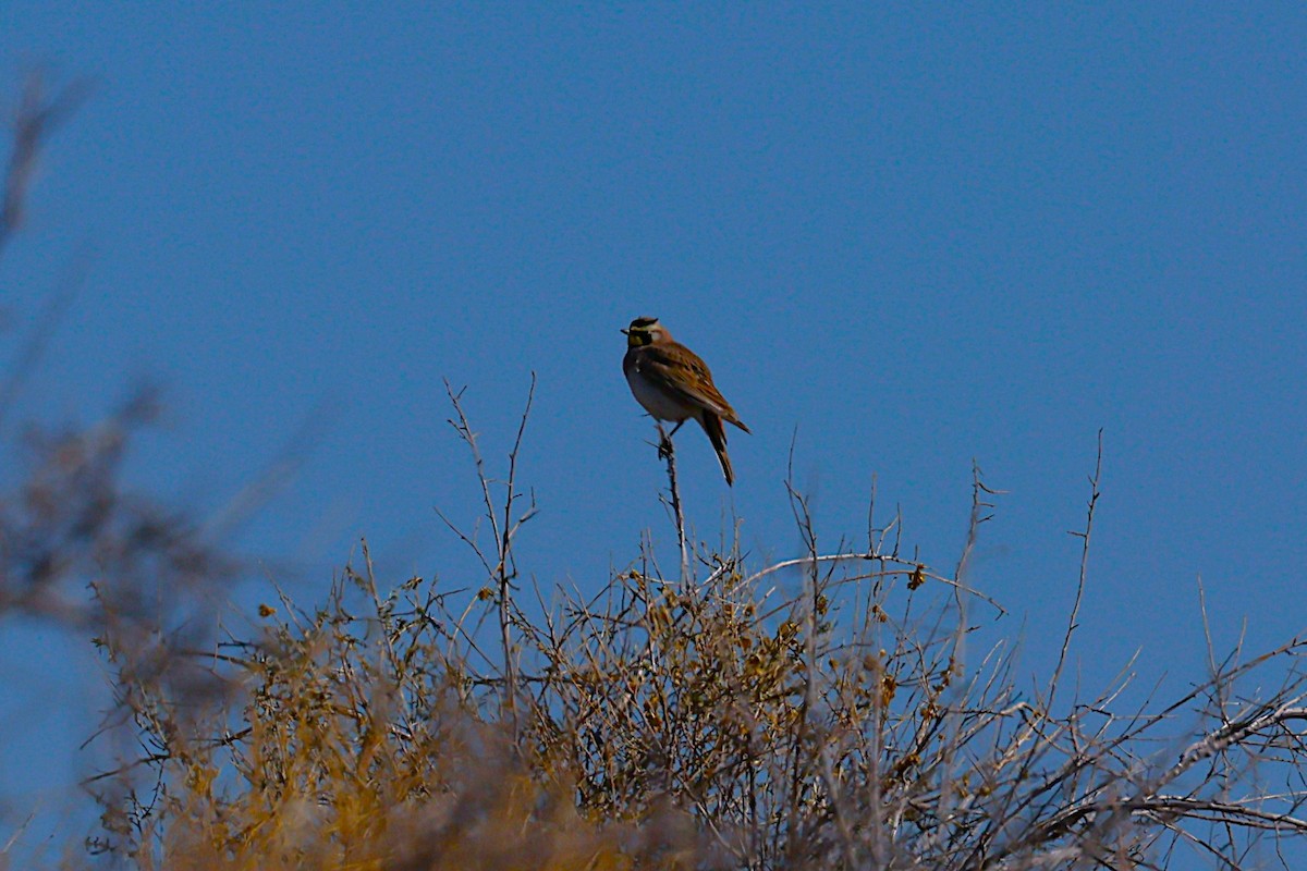 Horned Lark - ML634463891