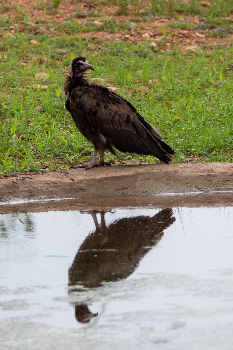 Hooded Vulture - ML634463901