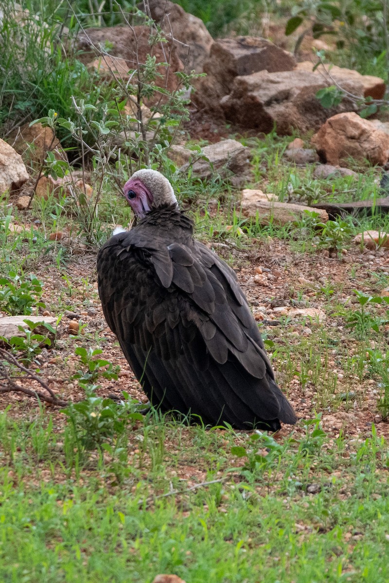 Hooded Vulture - ML634463902