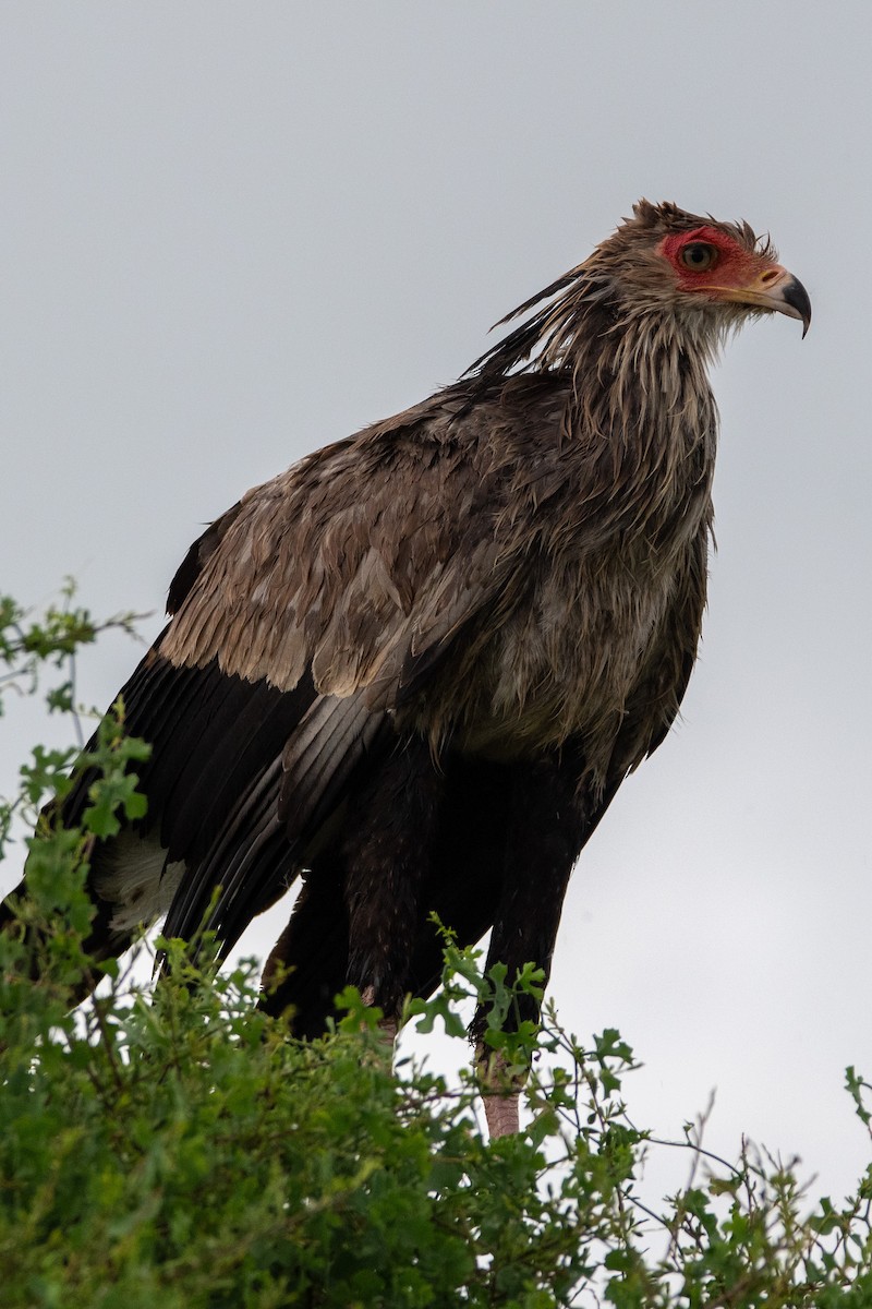Secretarybird - ML634463915
