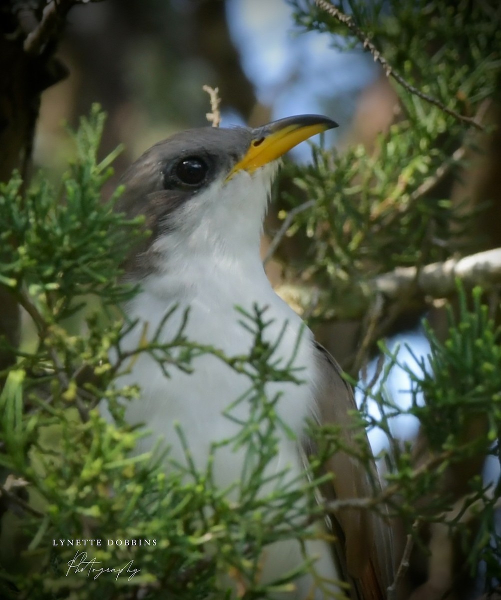Yellow-billed Cuckoo - ML634463923