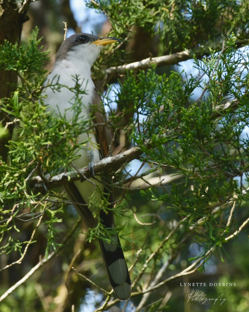 Yellow-billed Cuckoo - ML634463943