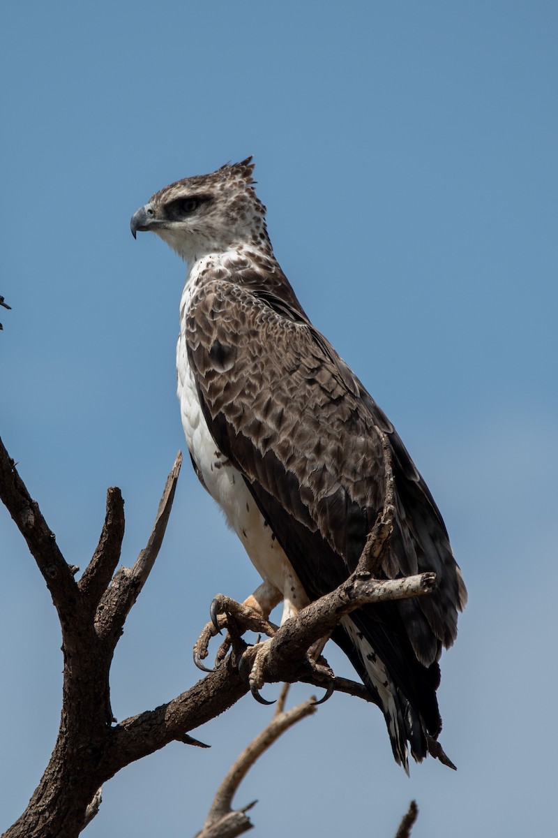 Martial Eagle - ML634463971