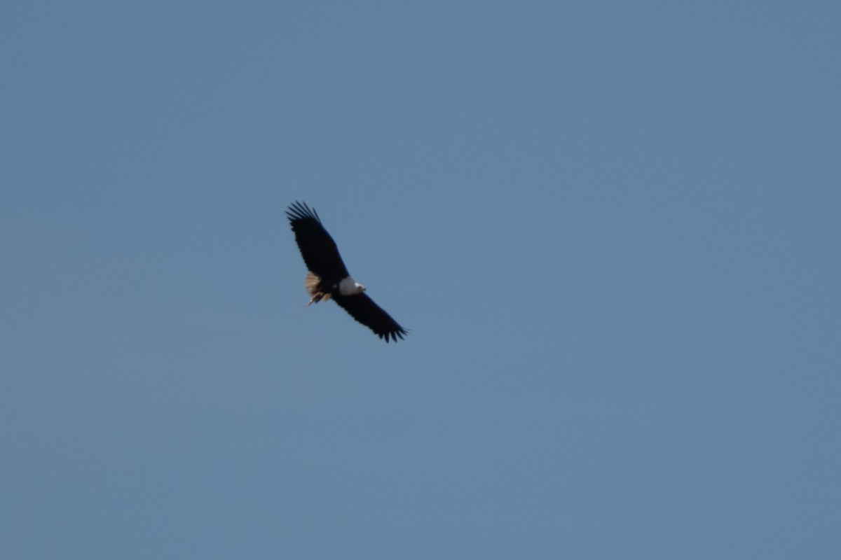 African Fish-Eagle - ML634464005