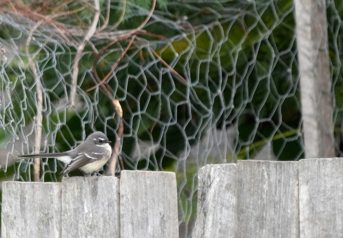 Gray Fantail - ML634464017