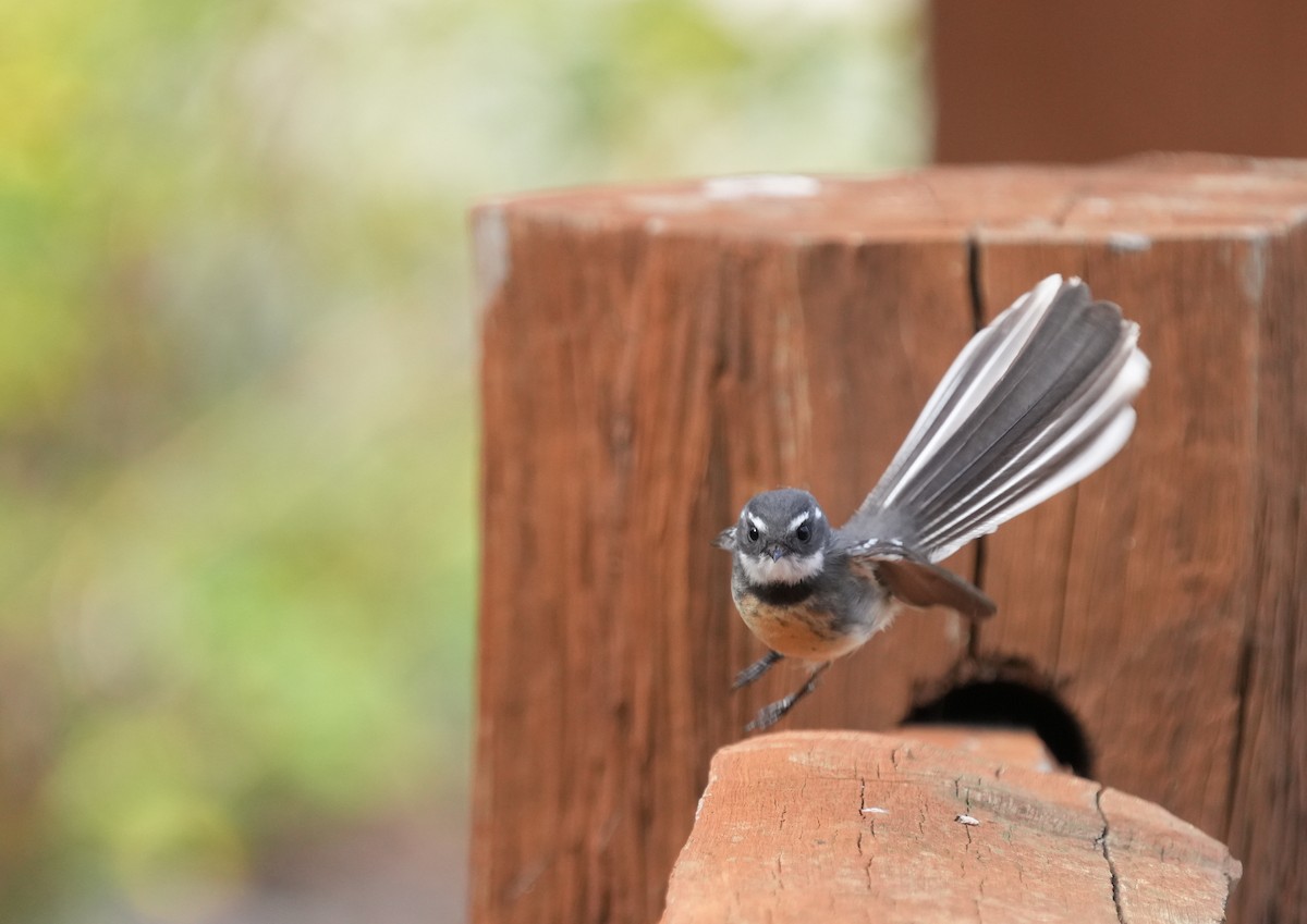 Gray Fantail - ML634464018