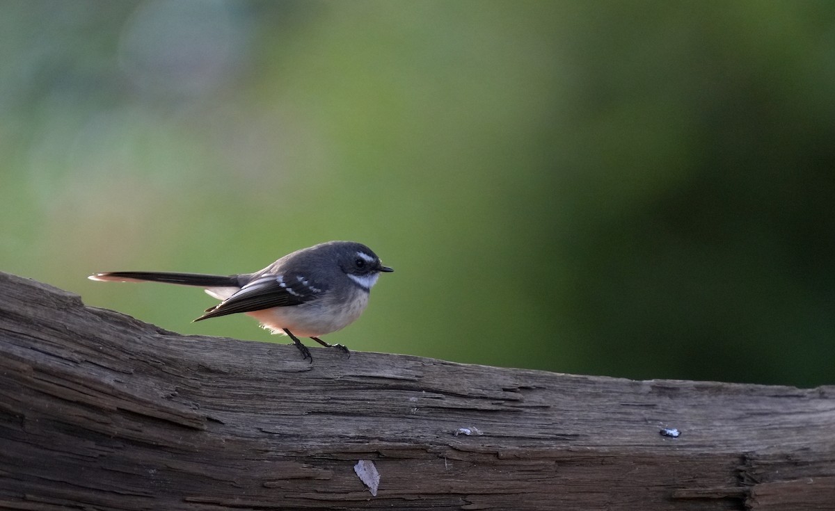 Gray Fantail - ML634464019