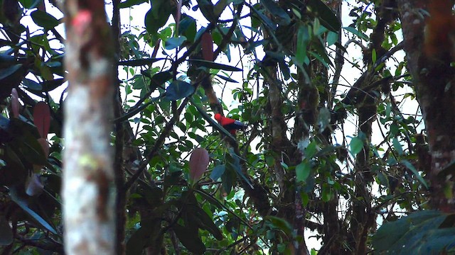 Andean Cock-of-the-rock - ML634464034