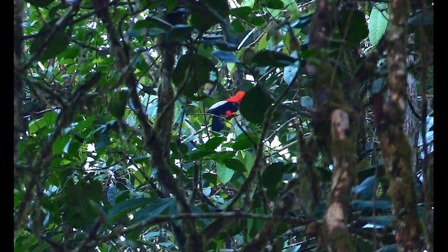 Andean Cock-of-the-rock - ML634464035
