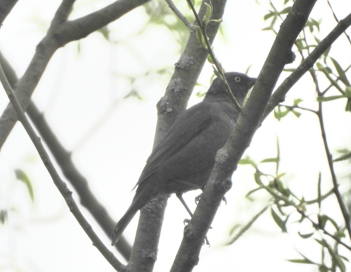Rusty Blackbird - ML634464052