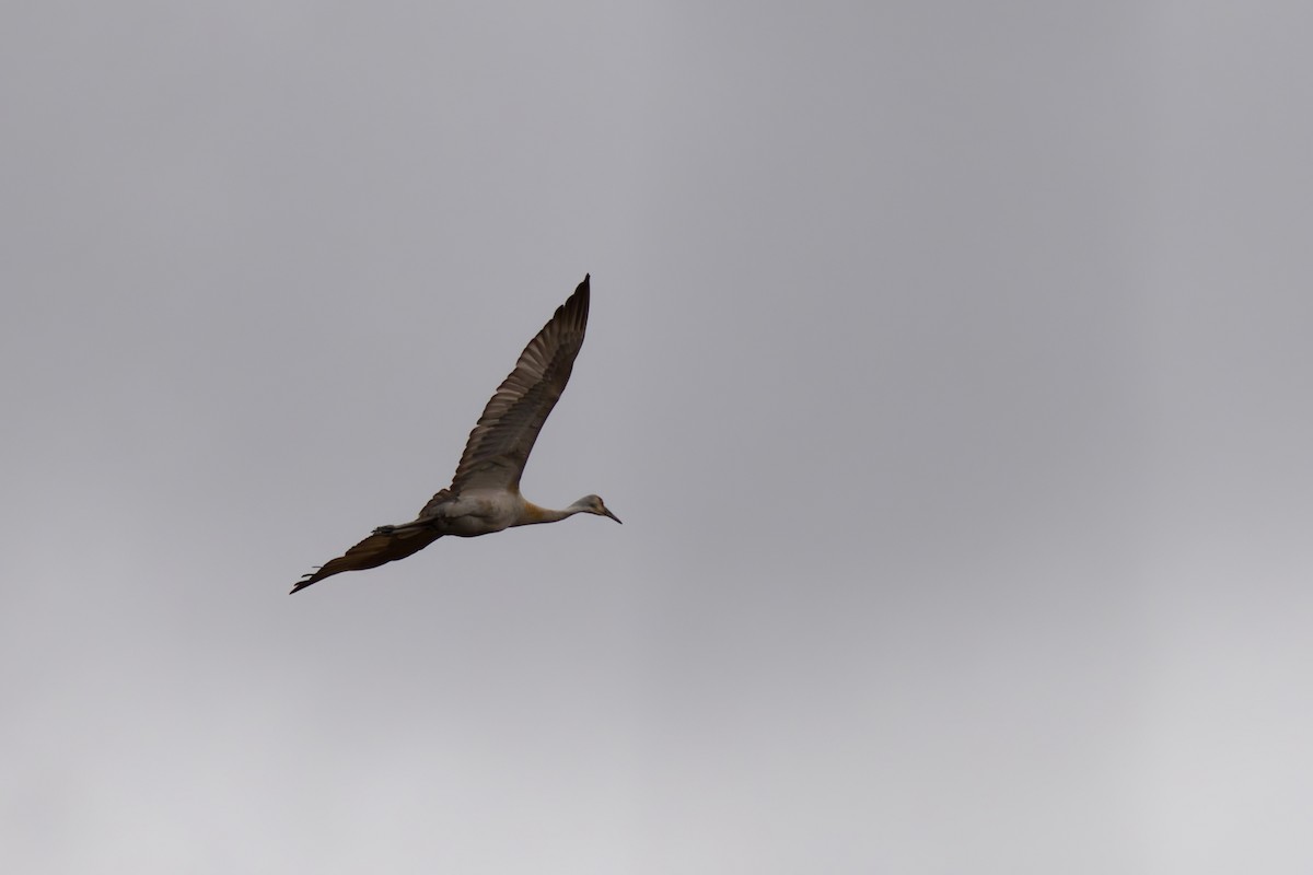 Sandhill Crane - ML634464063