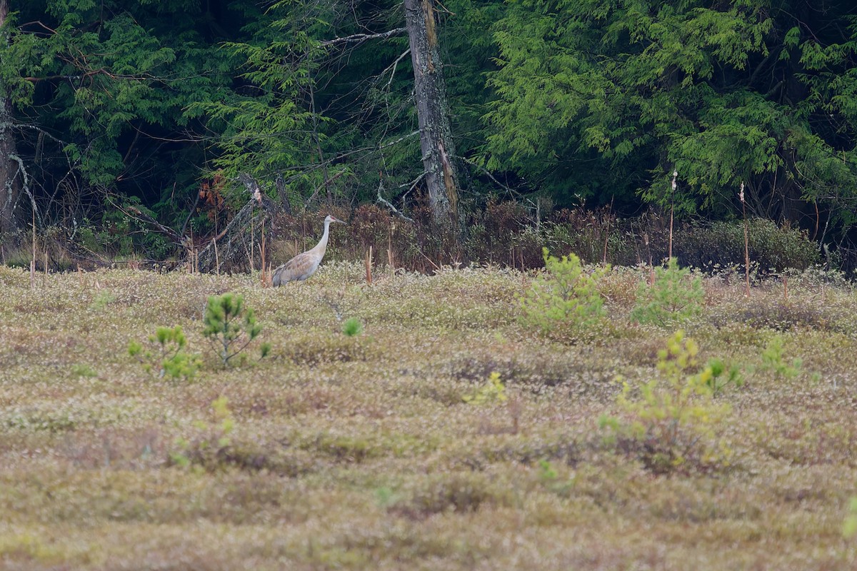 Sandhill Crane - ML634464064