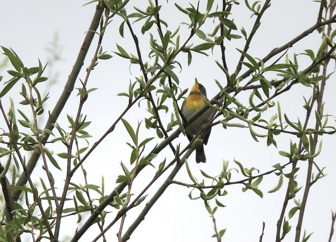 Northern Parula - ML634464068