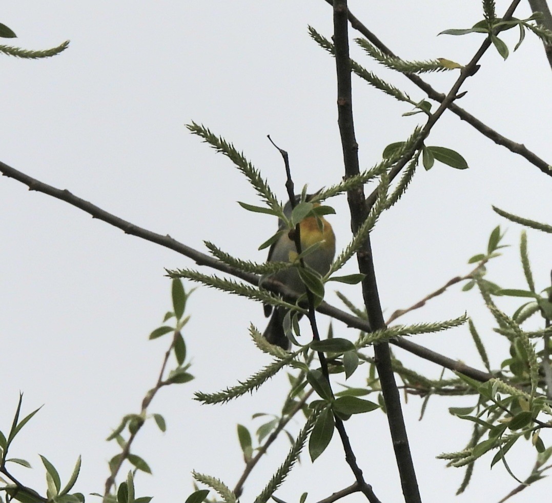 Northern Parula - ML634464069