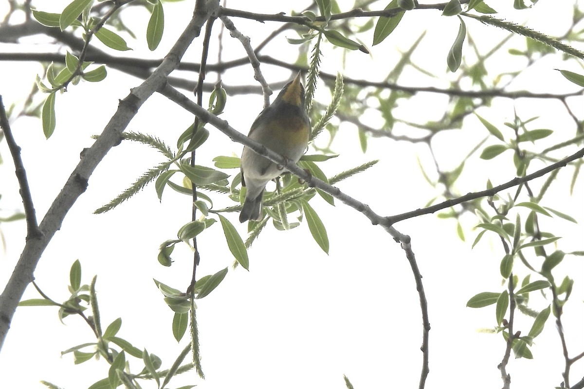 Northern Parula - ML634464070